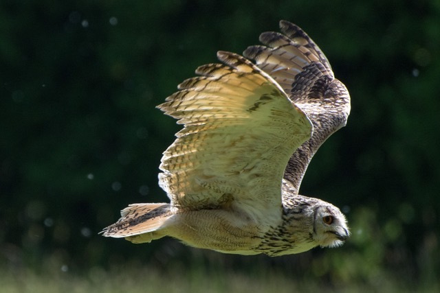 2nd Tawney owl by Bill Ferguson